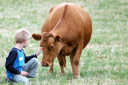 Dexter cattle, prolific milkers and high-quality meat