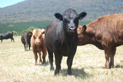 Conserving Dexter Cattle